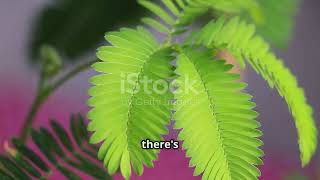 SECRET OF A RENTED PLANT