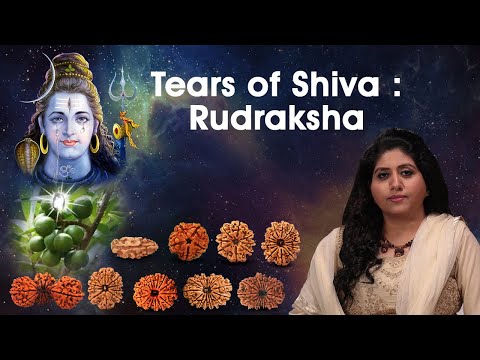 Everything About Rudraksha | Secrets & Benefits Of Rudraksha 1 - 21 mukhi Gaurishankar Trijuti