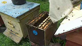ПЧЕЛОВОДСТВО Пчелиный Шалаш