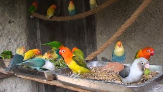 Lovebirds Meal Time [LOVEBIRD TV]  Saturday Morning, April 30th, 2022