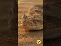 The desert creature hidden in plain sight #DesertWildlife #NatureDocumentary #AnimalFacts