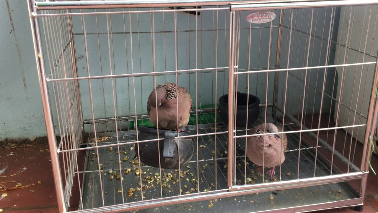 Cách chọn chim cu gáy, thời điểm ghép đẻ, kích thước lồng ghép, cu gáy cùng bố mẹ có sinh sản đc ko.