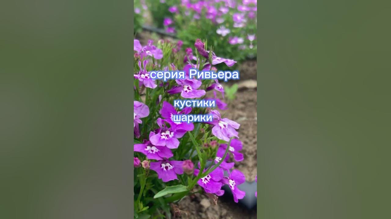 Пышное цветение лобелии. Чем заменить петунию. Сорта лобелии. Лучшие ...