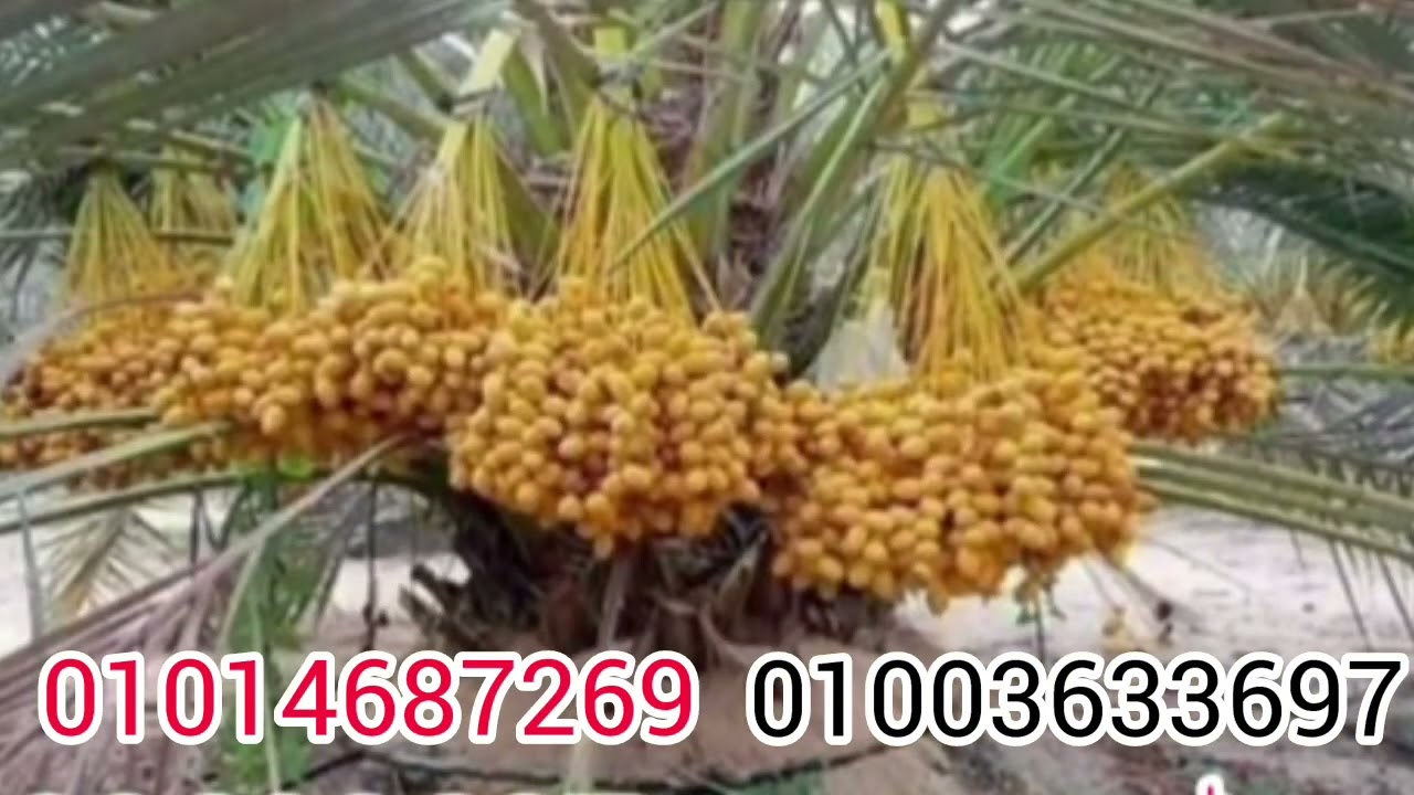 دراسة جدوى زراعة فدان نخيل برحي كل التفاصيل بين يديك