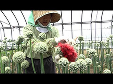 ねぎ坊主 授粉作業 タマネギ 札幌黄 採種用 Youtube