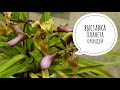 Выставка орхидей &quot;Планета орхидей 2021&quot;. Phalaenopsis. Paphiopedilum. Cattleya. Dendrobium. Miltonia