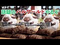 転生したらサトシだった件【パルワールド】