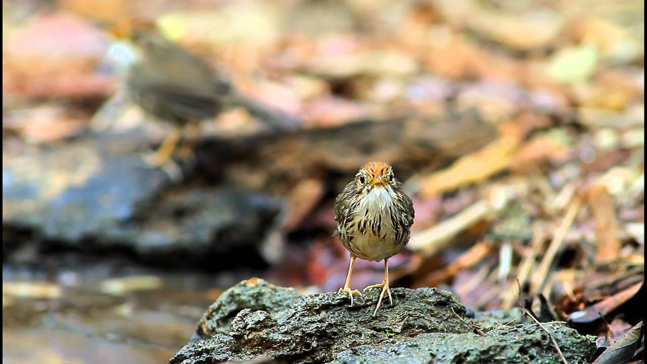 Puff-throated Babbler / นกจาบดินอกลาย 