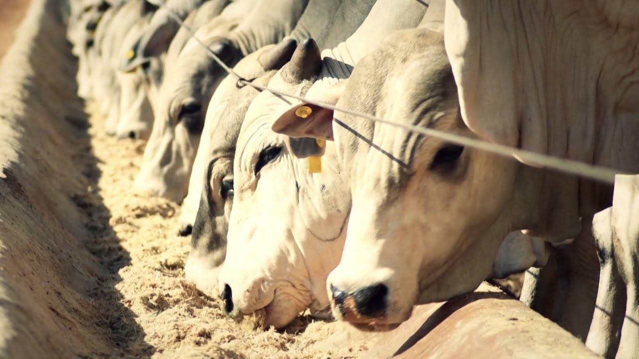 Rotormix Profi | Casale Brasil