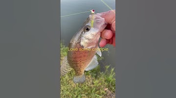 Fall transition is in full swing. Time to catch some crappie.