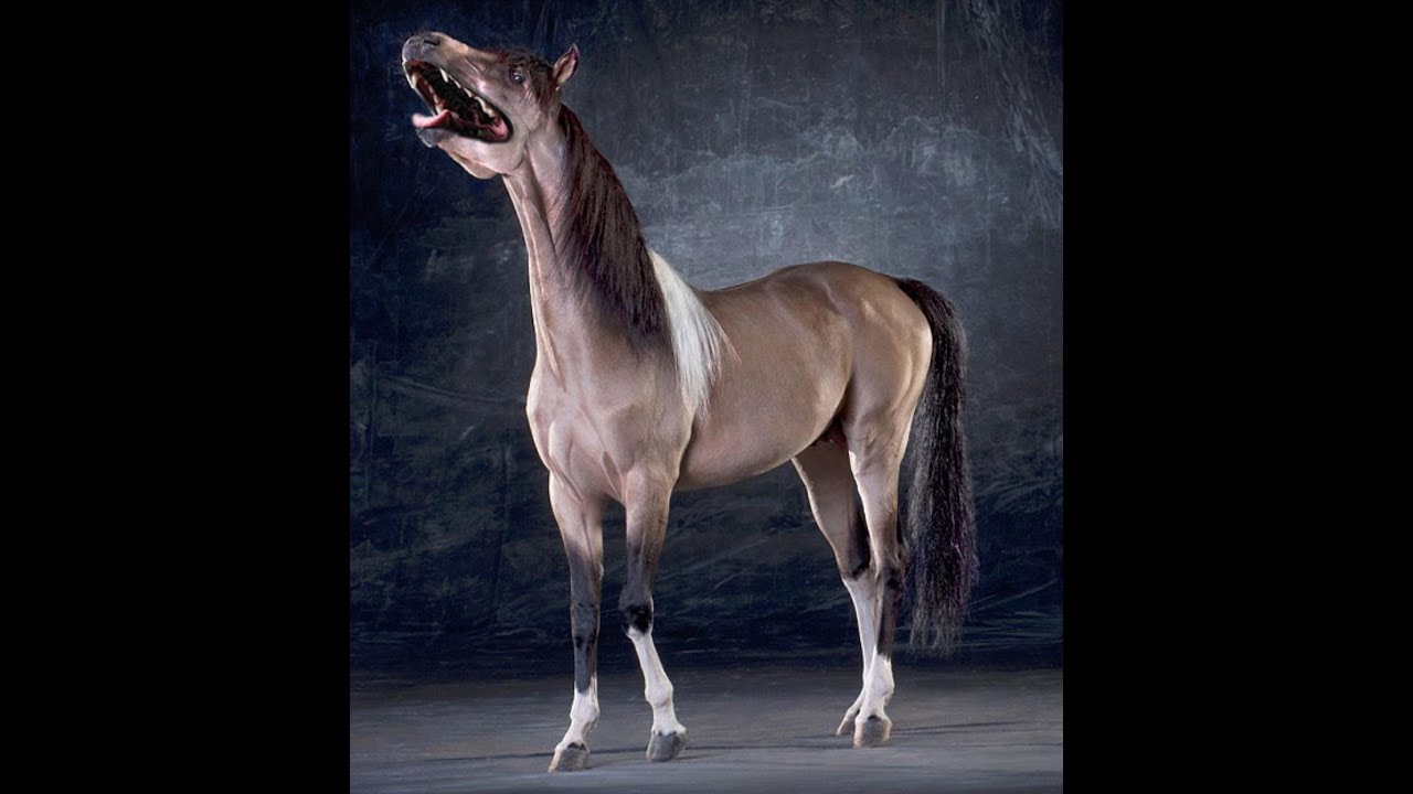 Грациозно 3. Лошади красивые позы. Грациозная лошадь. Лошадь позирует. Лошадь динамичная.
