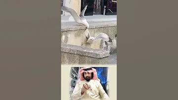 الطيور ليست مجرد طيور بل هي رمز للحنان والعطاء Shortvideo Shorts Shorts Hindisong 