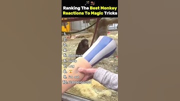 Ranking The Best Monkey Reactions To Magic Tricks #ranking #funny #animalshorts #monkey #reaction