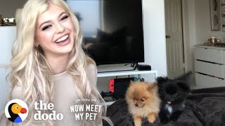 Puppy Who Almost Died Beat All The Odds With Loren Gray | The Dodo You Know Me Now Meet My Pet