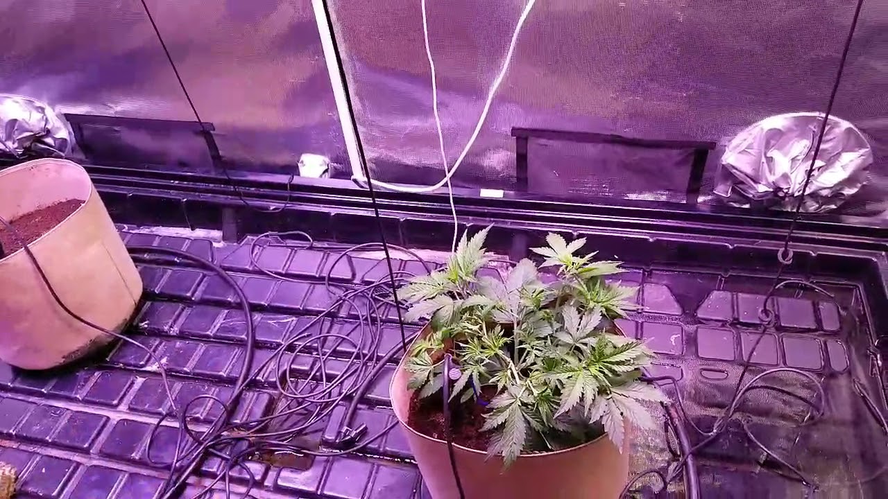 Day 24 auto Sensi Skunk Perfect Sun LED cob