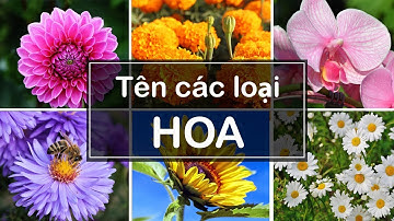 TÊN CÁC LOẠI HOA - Names of flowers
