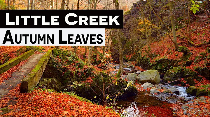 Little Creek and Autumn Leaves Stock Video Nature Clips