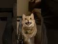#cat #funnyanimals #animallife #munchkinfold #funnycats #cats