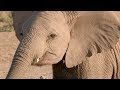 Слоны в национальном парке Амбосели в Кении