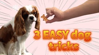 3 EASY tricks to teach your cavalier king charles spaniel