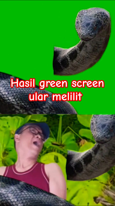 Hasil edit green screen Ular melilit #greenscreenvideo #ular #fyp