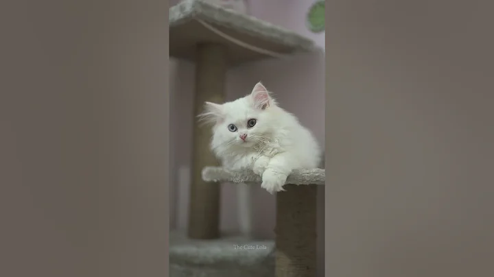 Video 11865501: cute persian cat, cat house, pets