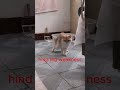 When a kitten shows poor appetite and low energy…
