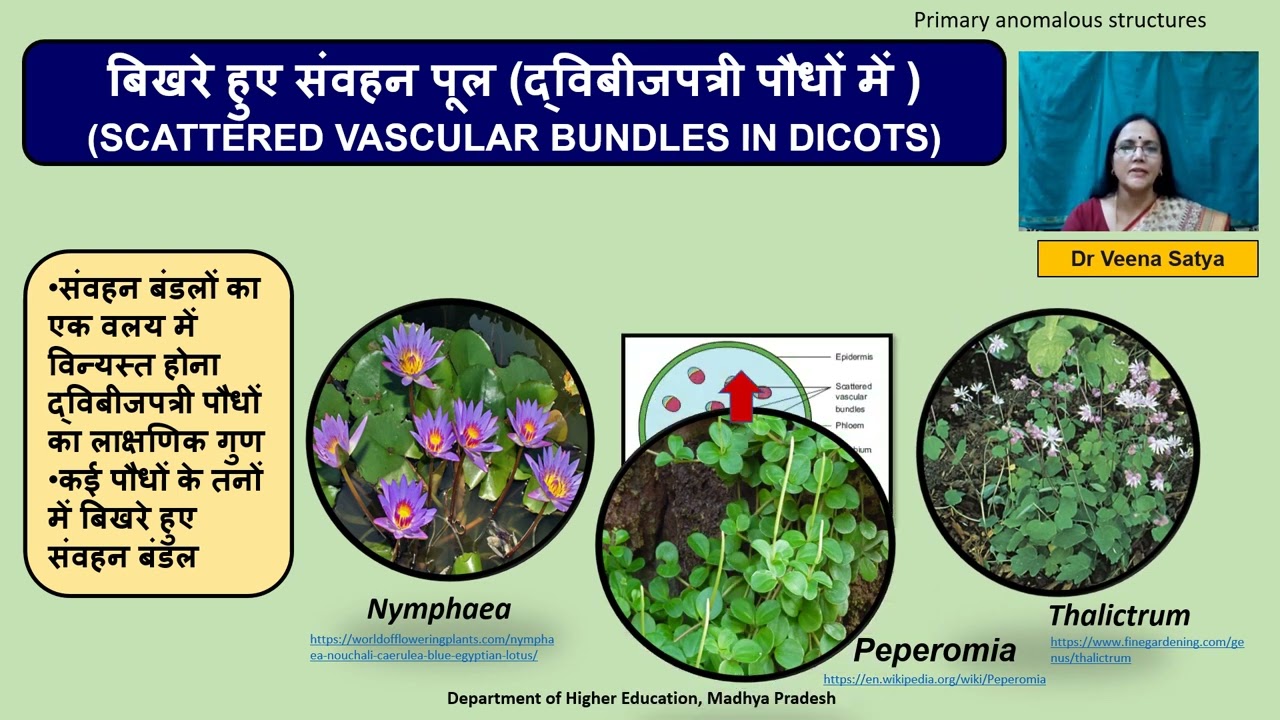 Course Botany Plant Anatomy And Embryology