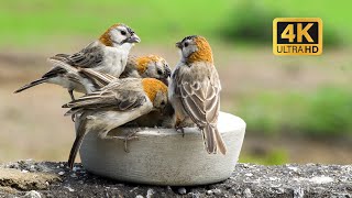 Bird Bonanza: 3-Hour Spectacle for Cats! Avian Adventures to Entertain Your Feline Friend! 😺🐦 by Best Cat Games & Videos 989 views 3 months ago 3 hours, 19 minutes