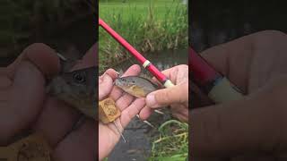 Japanese Tiny Fishing  #fishing #micro fishing