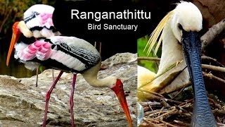 Ranganathittu Bird Sanctuary in Karnataka - India Travel screenshot 5