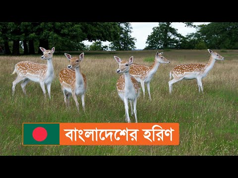 ভিডিও: কেন সাদা লেজের হরিণ বিপন্ন?