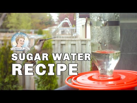 How To Make Hummingbird Food