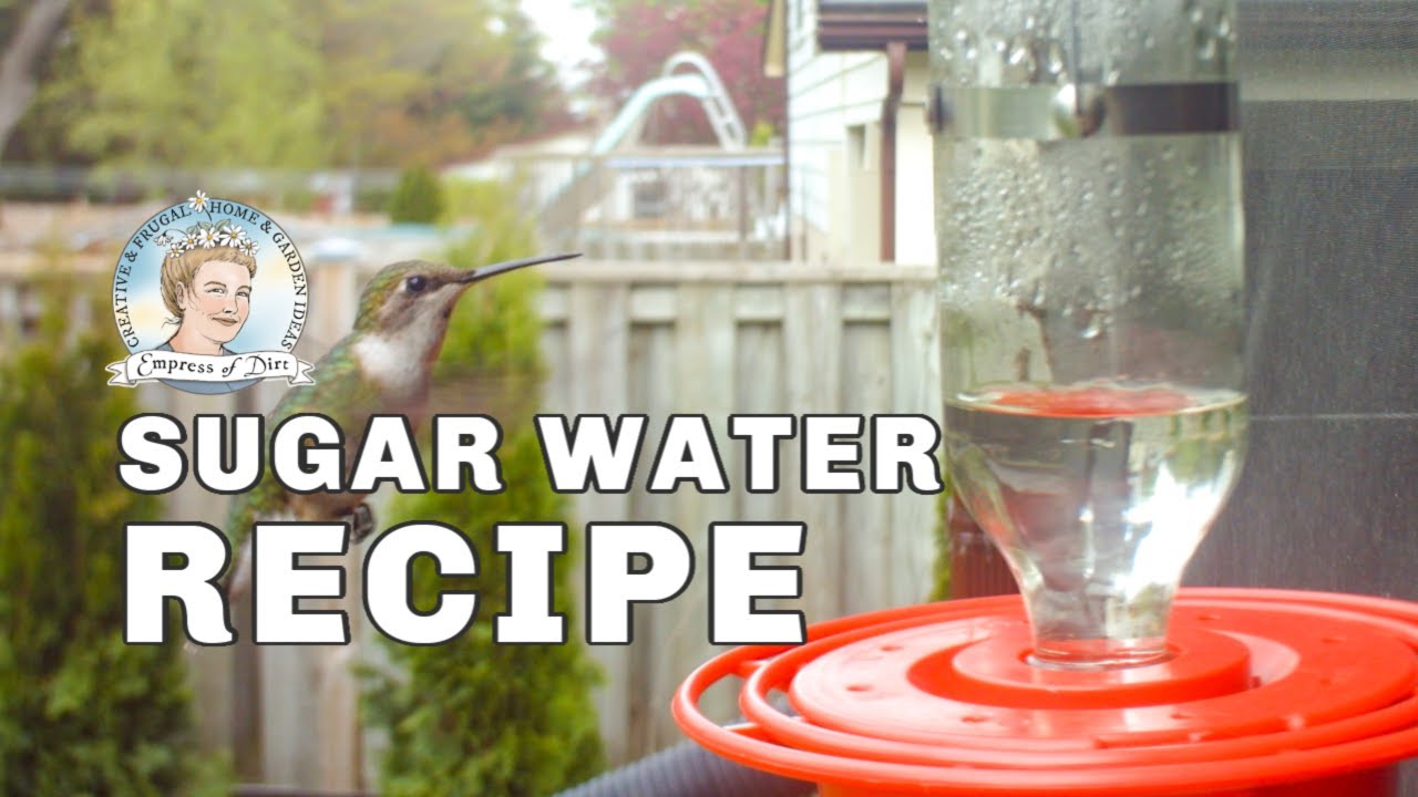 How To Make Hummingbird Food Youtube