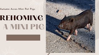 7  Things You Didn't Know About Rehoming a Mini Pig! by Autumn Acres Mini Pet Pigs 134 views 10 months ago 9 minutes, 27 seconds
