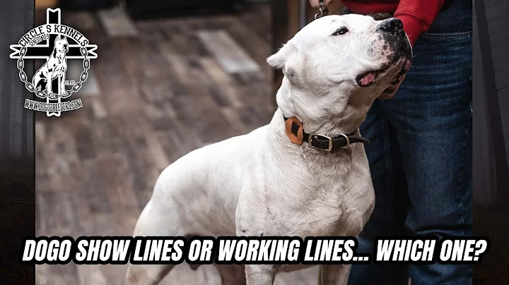 Dogo show lines or working lines... Which one?