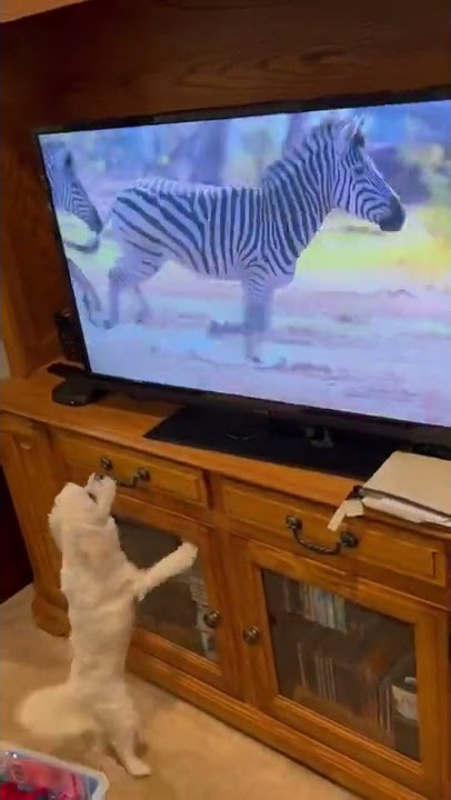 Zebras, giraffes, elephants, they’re all dogs to her!