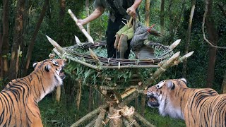 4 build big primitive human nest survive tiger in jungle