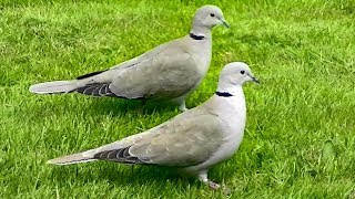 IECV NV 92 Grey Turtle Doves 4 22 2015