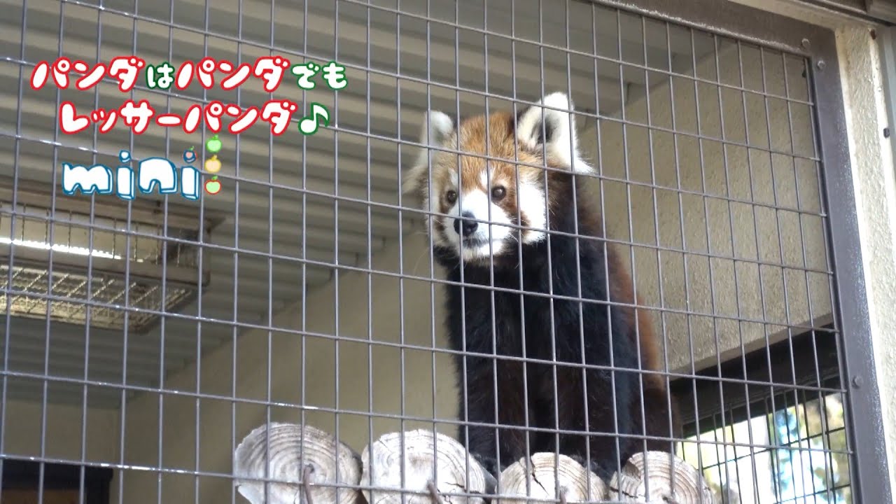 パンダはパンダでもレッサーパンダmini 姫路市立動物園 ひなたくんはゆで卵が好きの巻 Youtube