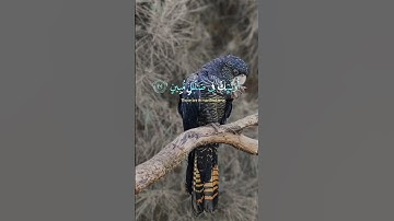 القران الكريم