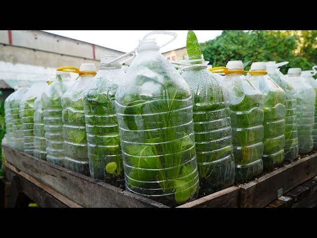 Thêm mẹo tái chế chai nhựa trồng cải bó xôi |More tips for recycling plastic bottles growing spinach