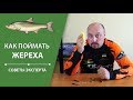 Как поймать жереха? | Советы эксперта