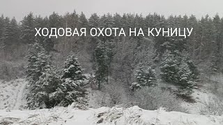 видео: ХОДОВАЯ ОХОТА НА КУНИЦУ/ ОХОТА С ЛАЙКОЙ/ картинка: ХОДОВАЯ ОХОТА НА КУНИЦУ/ ОХОТА С ЛАЙКОЙ/