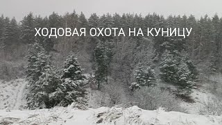 ХОДОВАЯ ОХОТА НА КУНИЦУ/ ОХОТА С ЛАЙКОЙ/