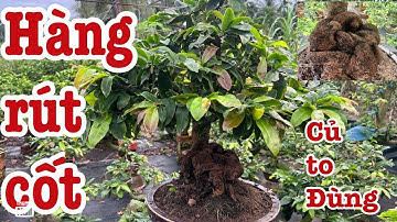 Gốc nhớt rút cốt củ to bự khối cục lh 0766765975