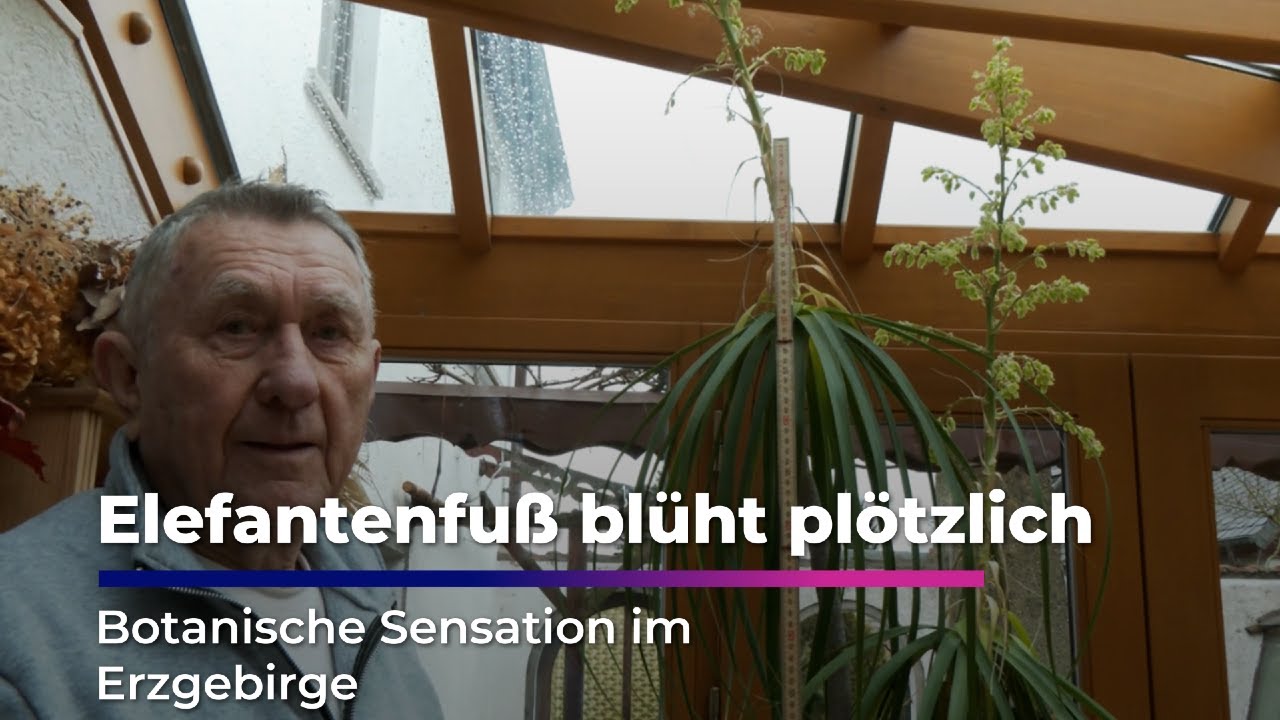 Botanische Sensation im Erzgebirge: Elefantenfuß blüht plötzlich los