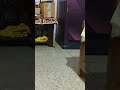 Chuha#viralvideo#ytshorts#shorts#viralshorts#rat#status#funny#comedy#funnyvideo#song#status#nishu