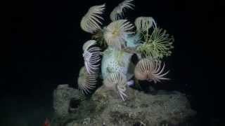 Download Deep Sea Crinoids At 1200 Feet Video MP3 Deep Sea Crinoids At 1200 Feet