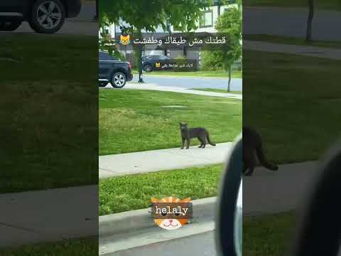 قطتك اللى طفشت ومش طيقاك